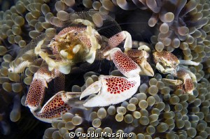 lembeh,nikon d2x 60 mm macro,porcelain crab and baby by Puddu Massimo 